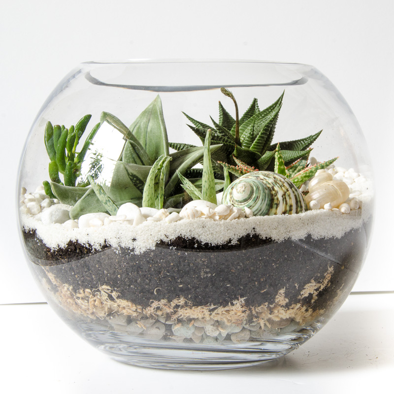 Image result for terrariums
